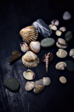 Siyah bir yüzey üzerinde deniz kabuğu ve kayalar