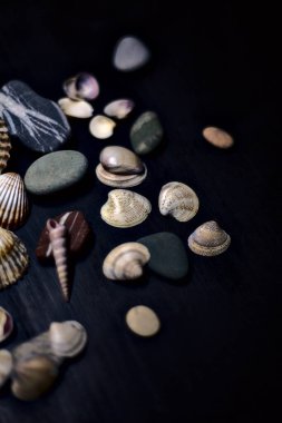 Siyah bir yüzey üzerinde deniz kabuğu ve kayalar