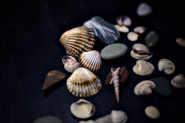 Siyah bir yüzey üzerinde deniz kabuğu ve kayalar