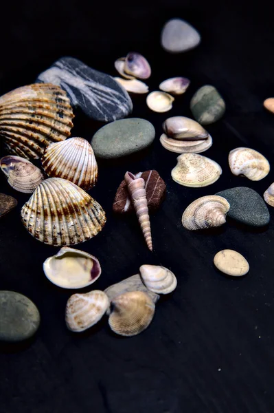 Siyah bir yüzey üzerinde deniz kabuğu ve kayalar