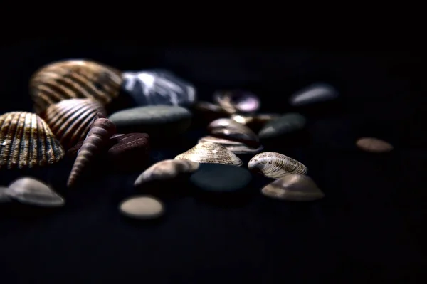 Черепашка Каміння Чорній Поверхні — стокове фото