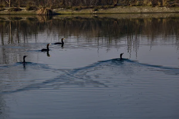 Cormorants River Italian Countryside — Stock Photo, Image