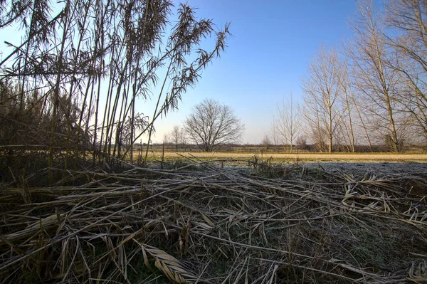 冬天在犁地边的芦苇 — 图库照片