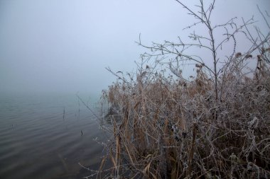 Kışın sisli bir günde parkta bir nehrin kıyısında