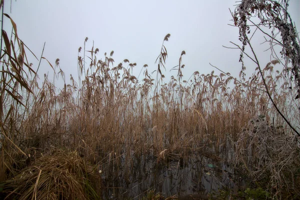 Rive Une Rivière Dans Parc Par Temps Brouillard Hiver — Photo