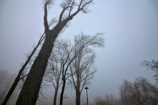 Silhouette Arbres Nus Par Une Journée Brumeuse — Photo