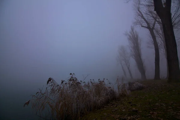 Rive Une Rivière Dans Parc Par Temps Brouillard Hiver — Photo