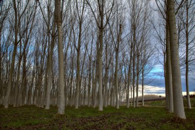 İtalya 'da kışın huş ağacı fidanlığı
