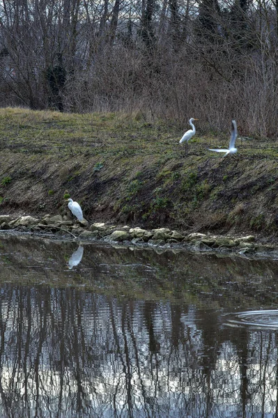 Herons Stream Water Italian Countryside Winter — Stock Photo, Image