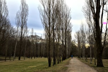 İtalya 'da çıplak ağaçlarla çevrili bir parkta yol.