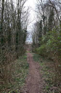 Kışın bir parkta çıplak ağaçlarla çevrili toprak bir patika ve üzerinde ağaçlar var.