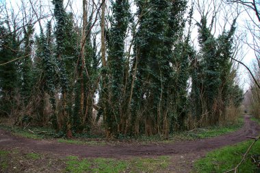 Kışın bir parkta çıplak ağaçlarla çevrili toprak bir patika ve üzerinde ağaçlar var.