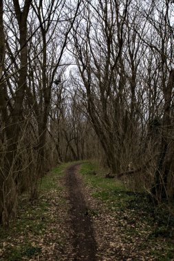 Kışın bir parkta çıplak ağaçlarla çevrili toprak bir patika ve üzerinde ağaçlar var.