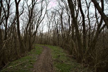 Kışın bir parkta çıplak ağaçlarla çevrili toprak bir patika ve üzerinde ağaçlar var.