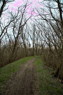 Kışın bir parkta çıplak ağaçlarla çevrili toprak bir patika ve üzerinde ağaçlar var.