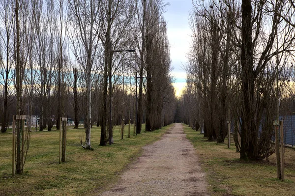 Cesta Parku Lemovaném Holými Stromy Italském Městě — Stock fotografie