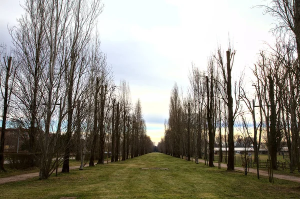 Spazio Aperto Delimitato Cipressi Spogli Parco — Foto Stock