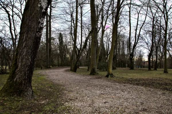 Dirt path bordered by bare trees in a park in winter with the trees that make a canopy above it