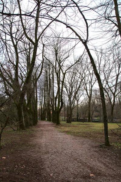 Camino Suciedad Bordeado Por Árboles Desnudos Parque Invierno Con Los —  Fotos de Stock