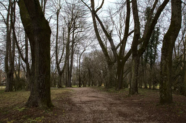 겨울에 공원에서 나무들과 덮개를 만드는 나무들 과경계를 이루고 먼지투성이의 — 스톡 사진
