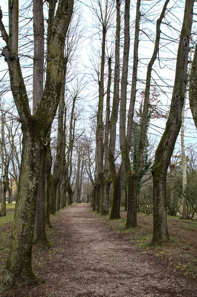 Caminho Terra Limitado Por Árvores Nuas Parque Inverno Com Árvores — Fotografia de Stock