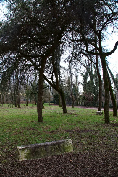 Kamenná Lavička Pod Stromem Parku — Stock fotografie