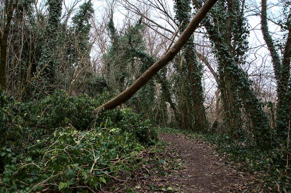 Dirt Ścieżka Graniczy Gołymi Drzewami Parku Zimą Drzew Które Tworzą — Zdjęcie stockowe