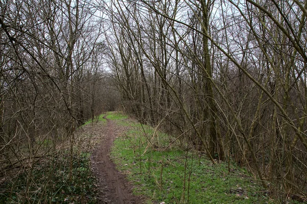 Schotterpfad Der Winter Von Kahlen Bäumen Umgeben Ist Einem Park — Stockfoto