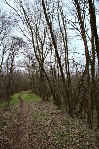 Kışın Bir Parkta Çıplak Ağaçlarla Çevrili Toprak Bir Patika Üzerinde — Stok fotoğraf
