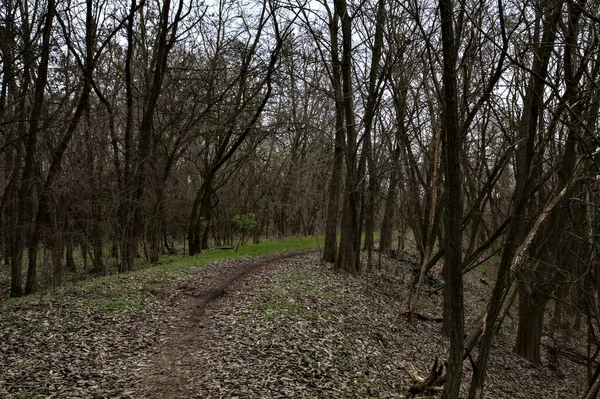 Dirt path bordered by bare trees in a park in winter with the trees that make a canopy above it