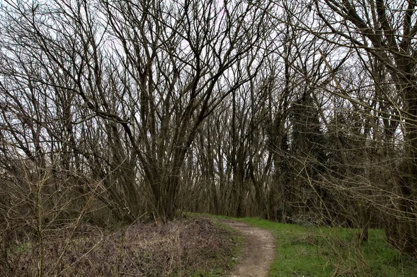 冬の公園の裸の木とその上に天蓋を作る木との境界線の未舗装の道A — ストック写真
