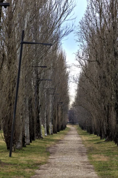 Cesta Parku Lemovaném Holými Stromy Italském Městě — Stock fotografie