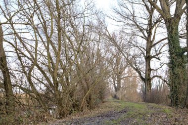 İtalya kırsalında kışın çıplak ağaçlarla dolu bir parkta toprak yol.