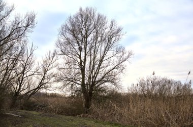 İtalya kırsalında kışın çıplak ağaçlarla dolu bir parkta toprak yol.