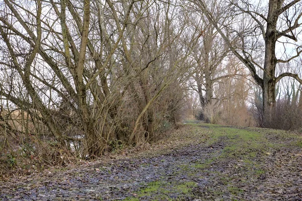 Caminho Terra Parque Com Árvores Nuas Paisagem Italiana Inverno — Fotografia de Stock