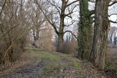 İtalya kırsalında kışın çıplak ağaçlarla dolu bir parkta toprak yol.