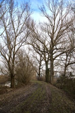 İtalya kırsalında kışın çıplak ağaçlarla dolu bir parkta toprak yol.