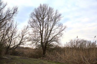 İtalya kırsalında kışın çıplak ağaçlarla dolu bir parkta toprak yol.