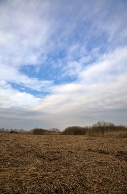 Bataklıkta eğilmiş sazlıklar bir tarla yapar