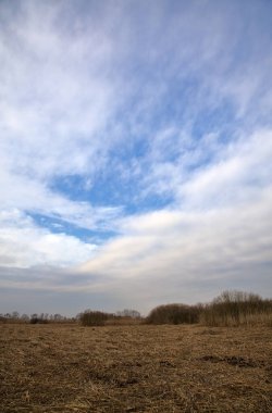 Bataklıkta eğilmiş sazlıklar bir tarla yapar