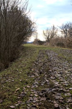 İtalya kırsalında kışın çıplak ağaçlarla dolu bir parkta toprak yol.