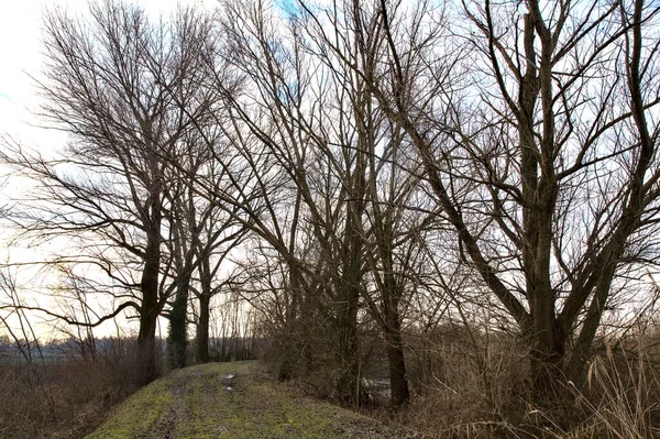 Camino Tierra Parque Con Árboles Desnudos Campo Italiano Invierno —  Fotos de Stock