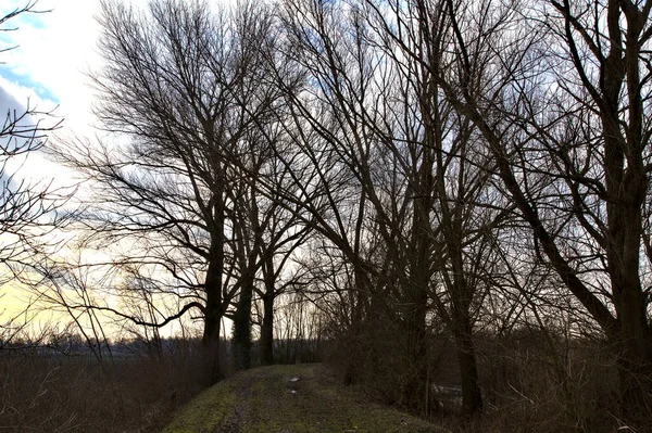 Talya Kırsalında Kışın Çıplak Ağaçlarla Dolu Bir Parkta Toprak Yol — Stok fotoğraf
