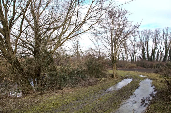 Vuil Pad Een Park Met Kale Bomen Het Italiaanse Platteland — Stockfoto