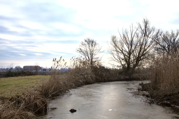 겨울철에 이탈리아 지역에서 강물을 흐르는 갈대가 — 스톡 사진