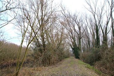 İtalya kırsalında kışın çıplak ağaçlarla dolu bir parkta toprak yol.