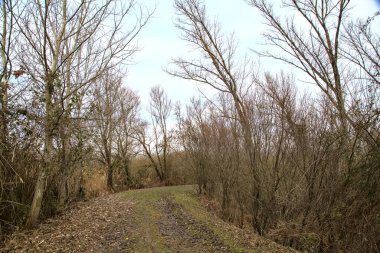 İtalya kırsalında kışın çıplak ağaçlarla dolu bir parkta toprak yol.