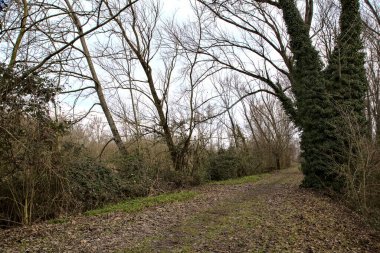 İtalya kırsalında kışın çıplak ağaçlarla dolu bir parkta toprak yol.