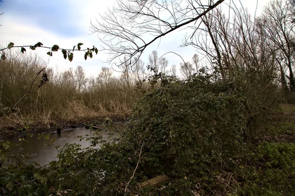 Corriente Agua Pantano Junto Campo Cañas Parque Con Árboles Desnudos — Foto de Stock