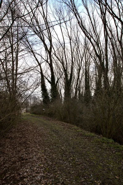 冬はイタリアの田舎に裸の木がある公園のダートパス — ストック写真